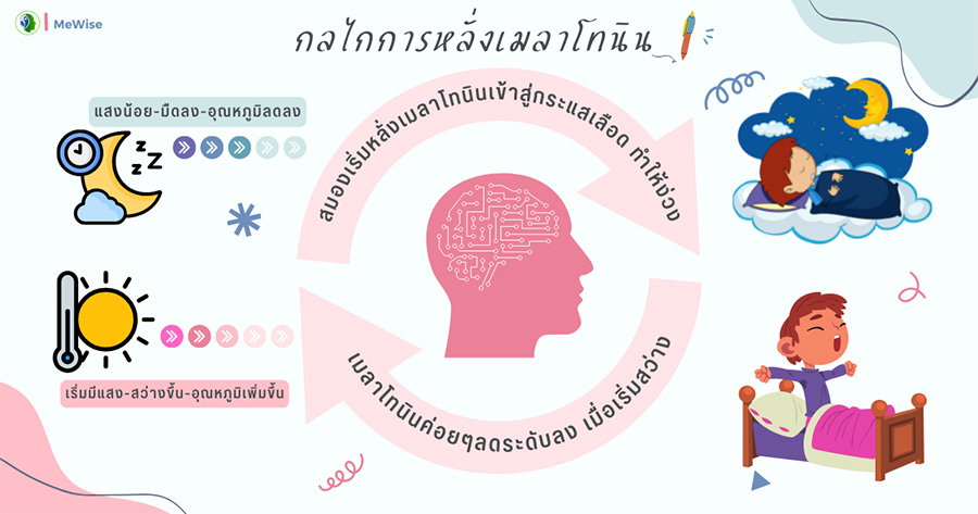 เมลาโทนิน-อันตรายไหม